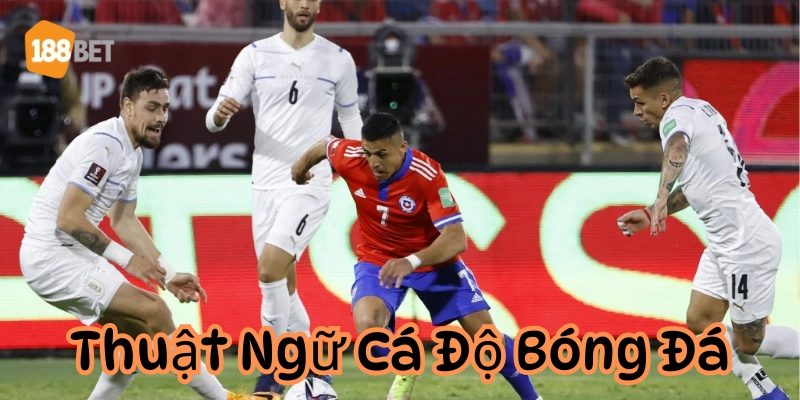 Bỏ túi những Thuật Ngữ Cá Độ Bóng Đá giúp bạn không bị lừa Thuật ngữ cá độ bóng đá đơn giản